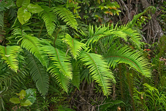 Polystichum munitum  WESTERN SWORD FERN 9059272z