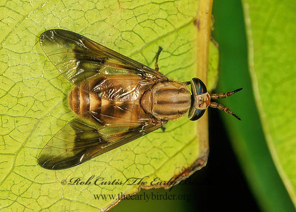 Chrysops flavidus  DEER FLY 248918z