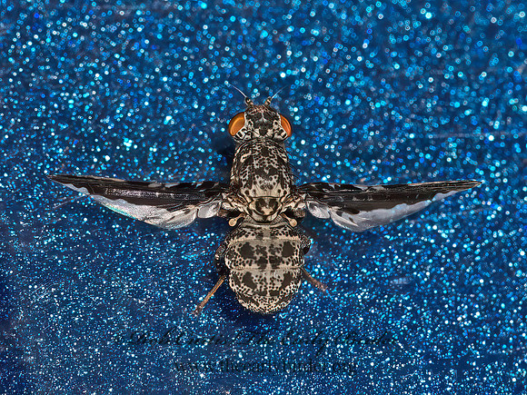 Callopistromyia strigula  PICTURE-WINGED FLY 9052133z