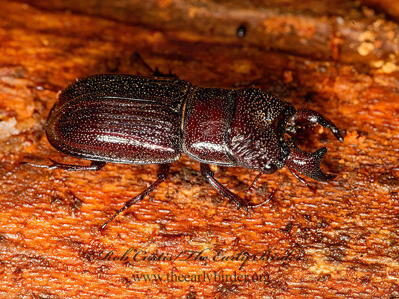 Ceruchus piceus  STAG BEETLE 3015647z