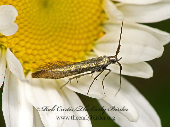 Coleophora frischella  complex  CASEBEARING MOTH 9068733z