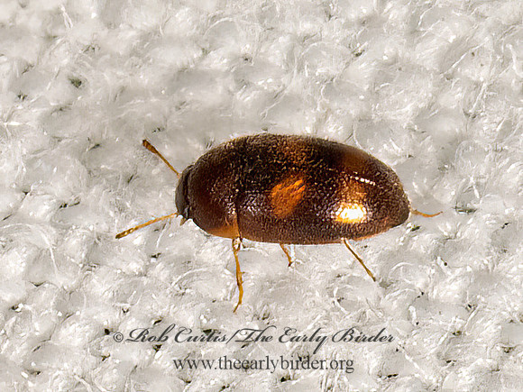 Litargus tetraspilotus  HAIRY FUNGUS BEETLE 3022820z