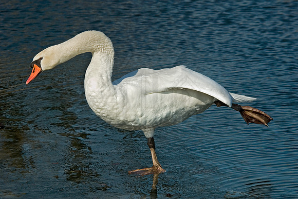 Cygnus olor  MUTE SWAN 6000466