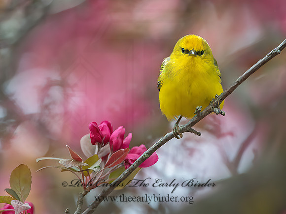 Vermivora cyanoptera  BLUE-WINGED WARBLER 9030114z