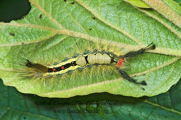 Orgyia leucostigma WHITE-MARKED TUSSOCK MOTH 5001482z.tif