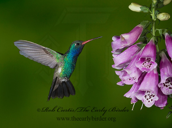 Cyanthus latirostris  BROAD-BILLED HUMMINGBIRD 6025884