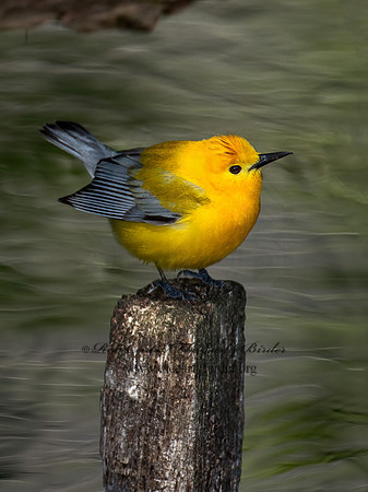 Protonotaria citrea  PROTHONOTARY WARBLER 9011108z