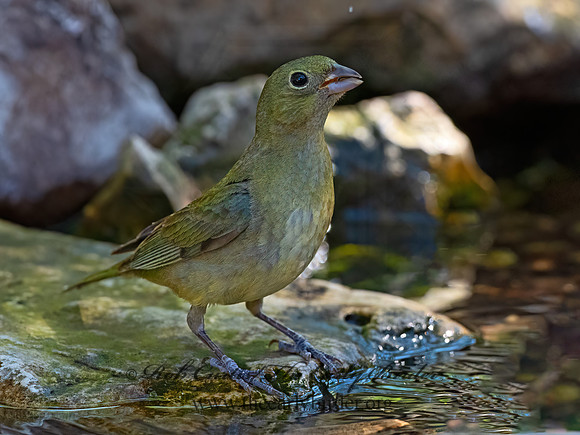 Passerina ciris  PAINTED BUNTING 3040579z