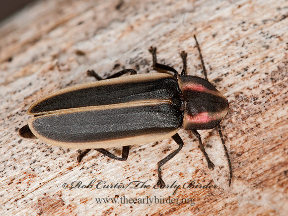 Pyractomena  FIREFLY 3013518z