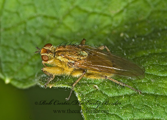Scathophaga stercoraria  DUNG FLY 5008005z