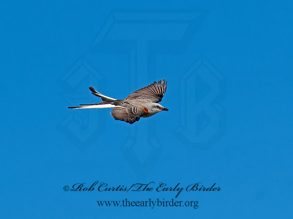 Tyrannus forficatus SCISSOR-TAILED FLYCATCHER 8029661z