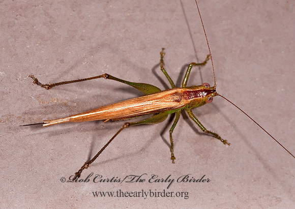 Conocephalus brevipennis  SHORT-WINGED MEADOW GRASSHOPPER  8023386z