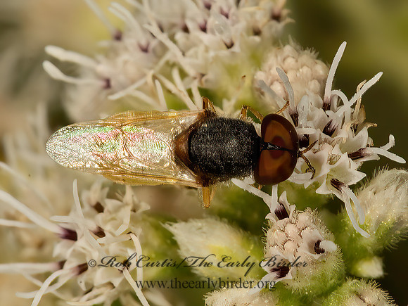 Hedriodiscus  SOLDIER FLY 9050992z