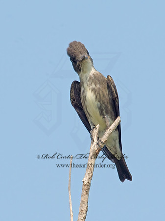 Contopus cooperi  OLIVE-SIDED FLYCATCHER 9003944z