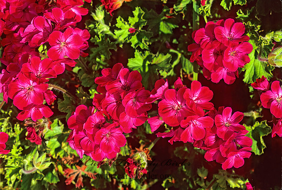 Geranium  GERANIUM 123002z