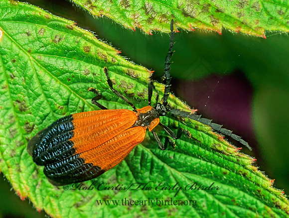Calopteron terminale 1114706 z