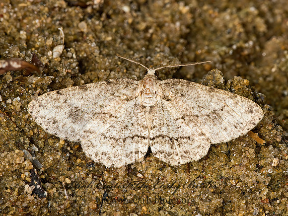 Ectropis crepuscularia  SMALL ENGRAILED MOTH 9047743z