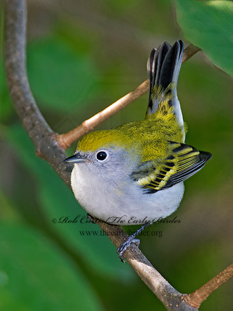 Setophaga pennsylvanica  CHESTNUT-SIDED WARBLER 9005298z