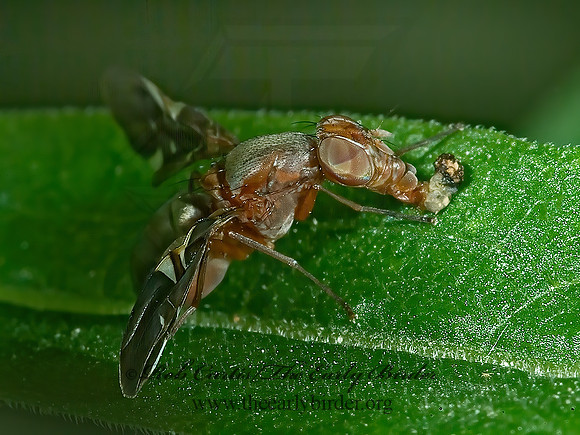 Delphinia picta  PICTURE-WINGED FLY 4003179z