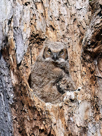 Bubo virginianus  GREAT HORNED OWL 9076292Z