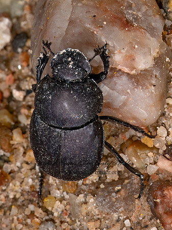 Canthon  TUMBLEBUG 3025667z