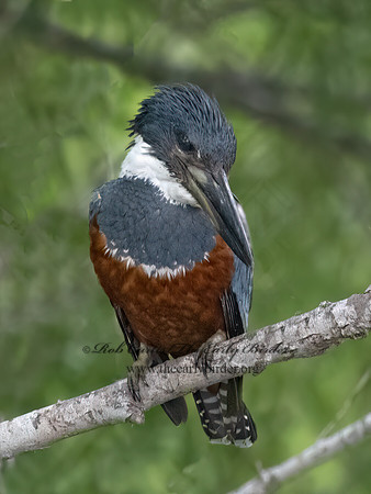Ceryle torquata  RINGED KINGFISHER 3030805z