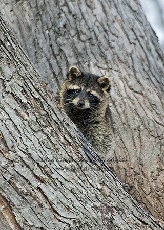 Procyon lotor  RACCOON 5017788 z