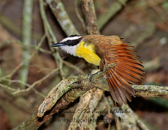 Pitangus sulphuratus  GREAT KISKADEE 90804z