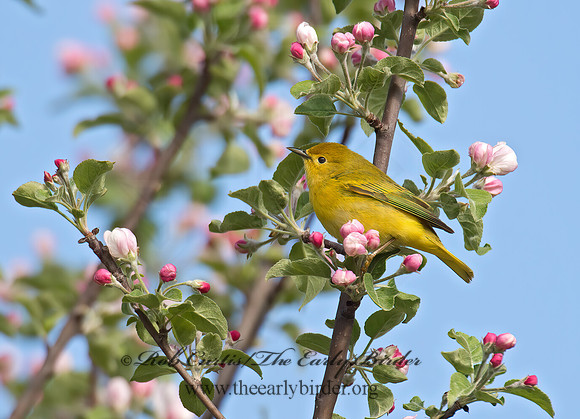 Setophaga petechia  YELLOW WARBLER 9021967z