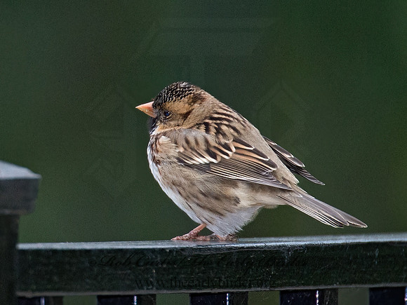 Zonotrichia querula  HARRIS'S SPARROW 9015431z
