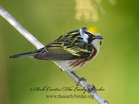 Setophaga pennsylvanica  CHESTNUT-SIDED WARBLER 9038784z