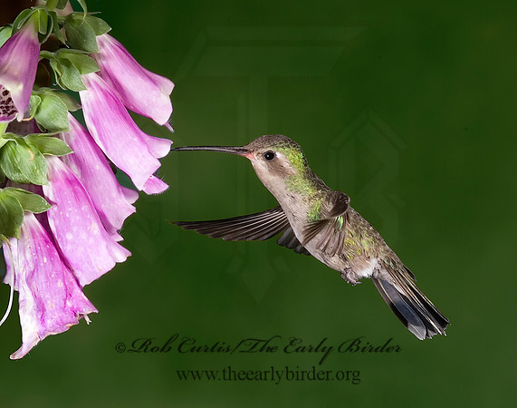 Cyanthus latirostris  BROAD-BILLED HUMMINGBIRD 6025810