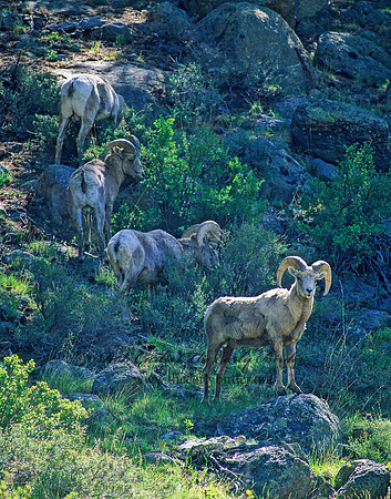 Ovis canadensis  BIGHORN SHEEP 152723z