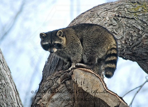 Procyon lotor  RACCOON 5017784 z