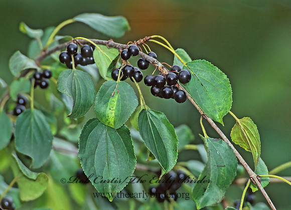 Rhamnus cathartica  COMMON BUCKTHORN 285619z