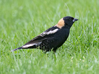 Dolichonyx oryzivorus BOBOLINK 9076408z