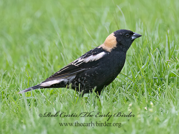 Dolichonyx oryzivorus  BOBOLINK 9076408z