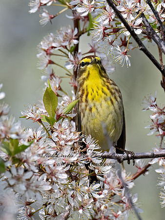 Setophaga palmarum  PALM WARBLER 9076717z