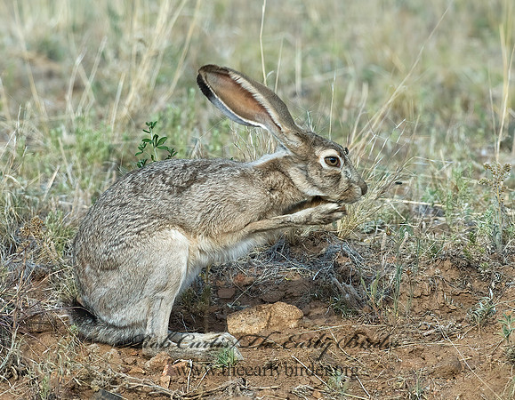 Lepus californicus  BLACK-TAILED JACKRABBIT 7010179z
