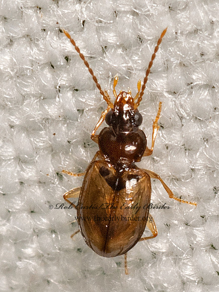 Tachys (Paratachys)  MINUTE GROUND BEETLE 3022831