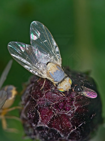 Neaspilota  FRUIT FLY6014002z