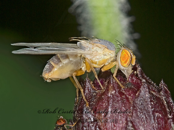 Neaspilota  FRUIT FLY6014017z