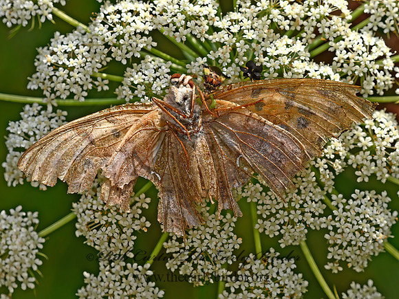 Phymata  AMBUSH BUG 1305133z