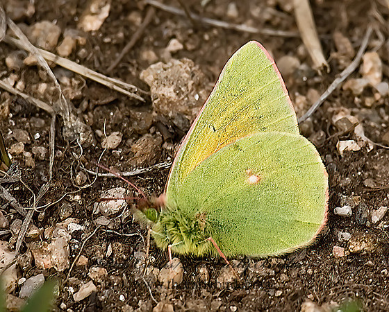 Colias meadii  MEAD'S SULPHUR 6027334z