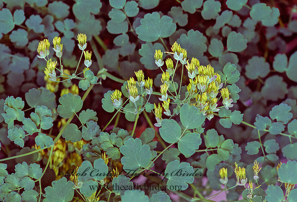 Thalictrum dioicum  EARLY MEADOW RUE 265420z