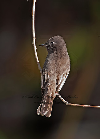 Sayornis nigricans  BLACK PHOEBE 8020629z