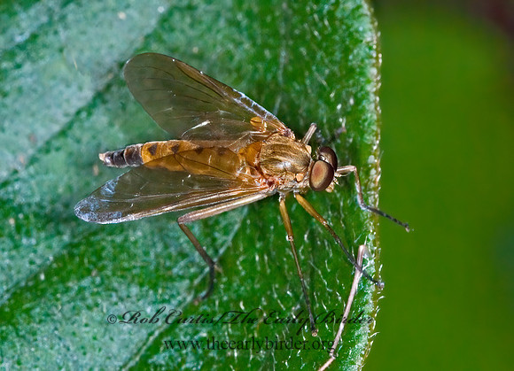Rhagio tringarius  MARSH SNIPE FLY 6009972z