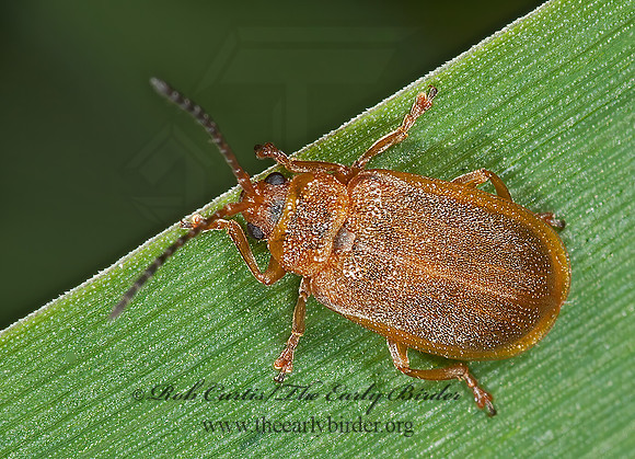 Neogalerucella 8033047z