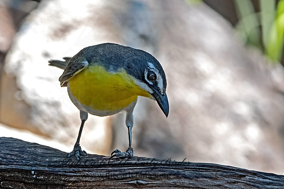 Icteria virens  YELLOW-BREASTED CHAT 3039834z