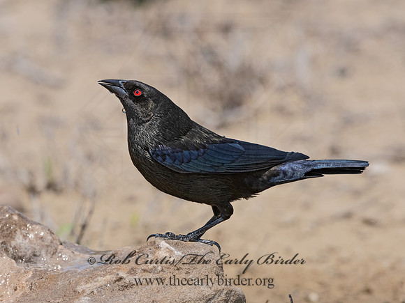 Molothrus aeneus  BRONZED COWBIRD 3034694z
